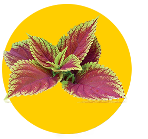 Lime extract